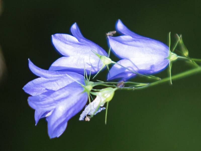 Bilde Når fjordene blåner